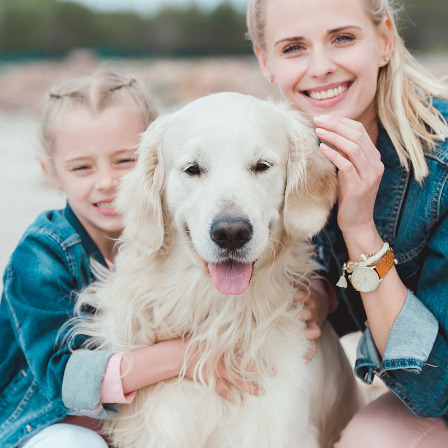 Woof Wagon Pet Transportation Golden Retriever Dog