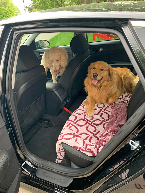 Woof Wagon Pet Transportation Golden Retriever Dog Backseat