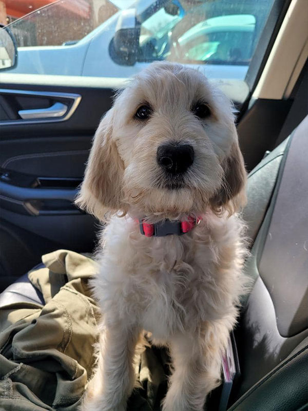 Woof Wagon Pet Transportation Golden Retriever Dog