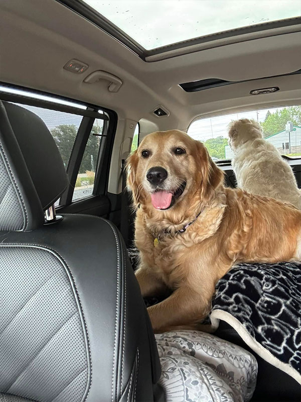 Woof Wagon Pet Transportation Golden Retriever Dogs