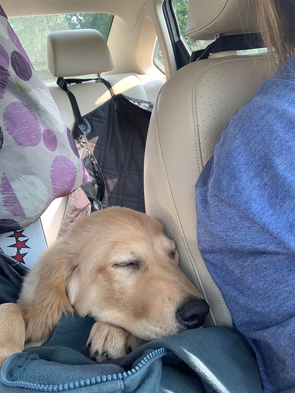 Woof Wagon Pet Transportation Golden Retriever Montana 01