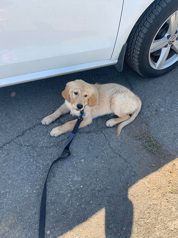 Woof Wagon Pet Transportation Golden Retriever Montana 03