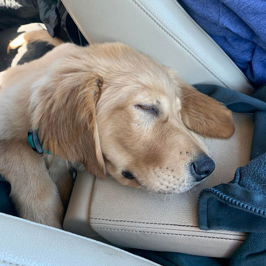 Woof Wagon Pet Transportation Golden Retriever Montana 05 Sq