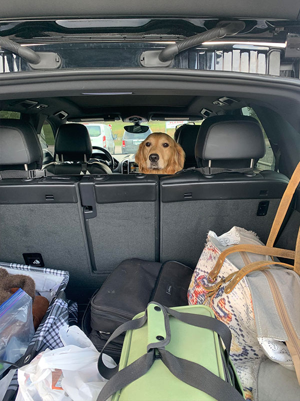 Woof Wagon Pet Transportation Golden Retriever Road Trip