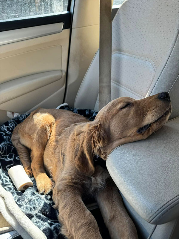 Woof Wagon Pet Transportation Golden Retriever Sleeping
