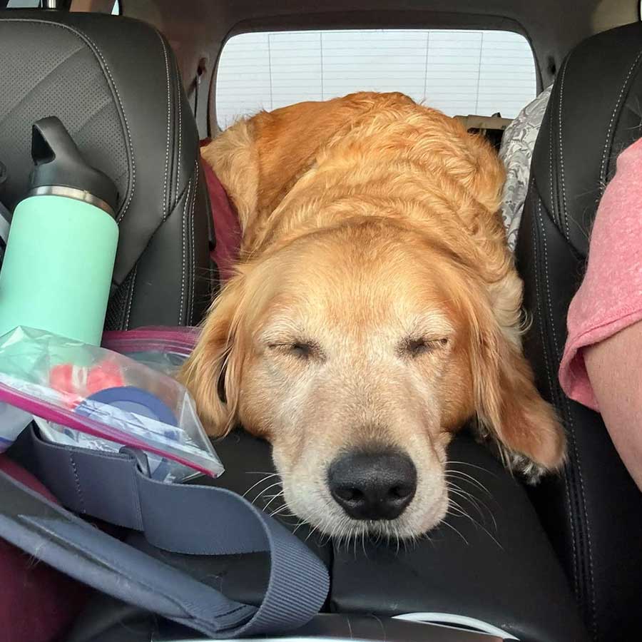 Woof Wagon Pet Transportation Golden Retriever Sleepy Puppy Sq