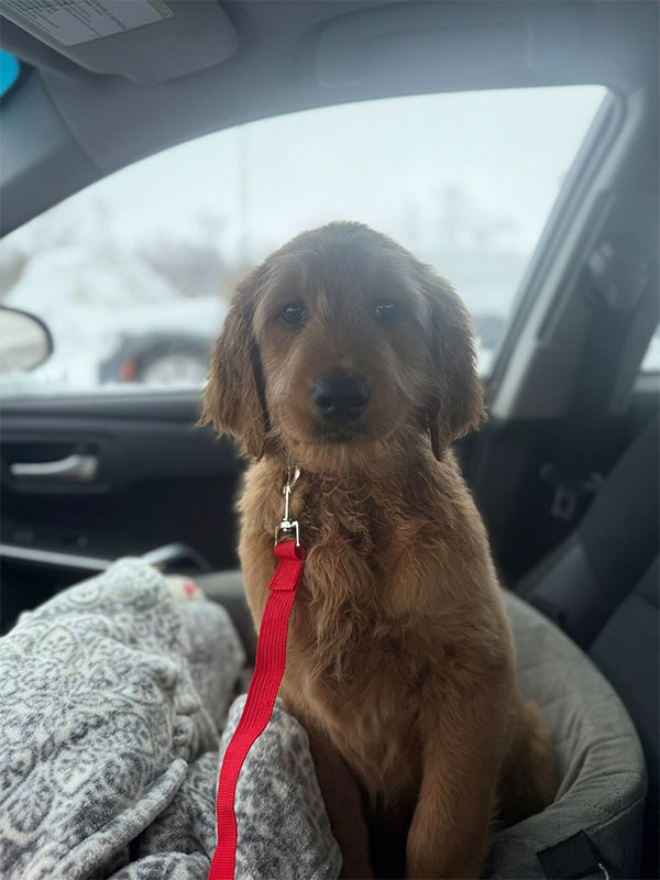 Woof Wagon Pet Transportation Goldendoodle Car