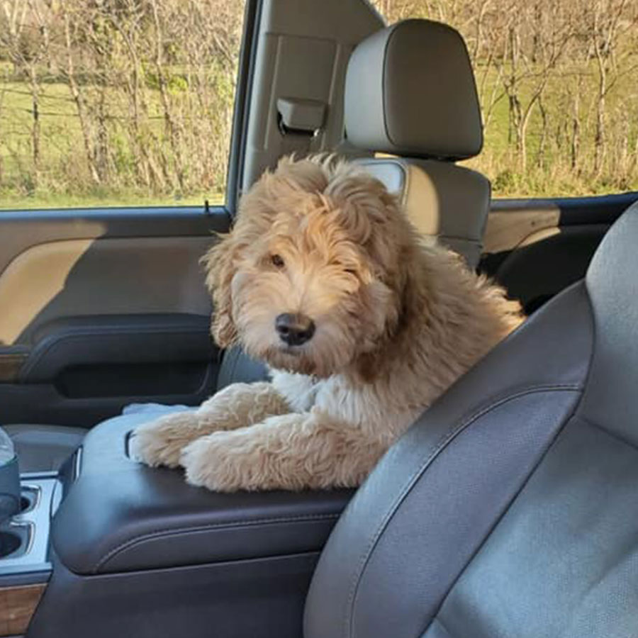 Woof Wagon Pet Transportation Goldendoodle Ready To Go Sq
