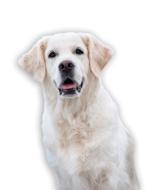 Woof Wagon Golden Retriever Ds 1