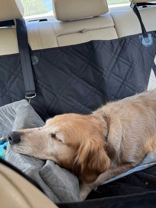 Woof Wagon Pet Transportation 007
