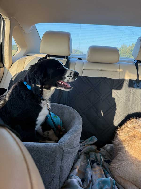 Woof Wagon Pet Transportation 009
