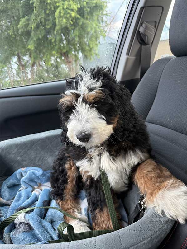 Woof Wagon Pet Transportation 027