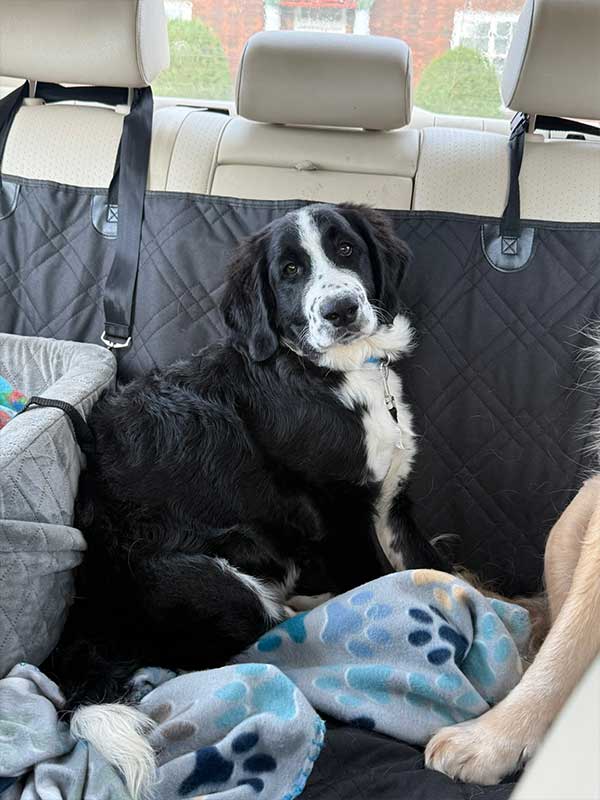 Woof Wagon Pet Transportation 028