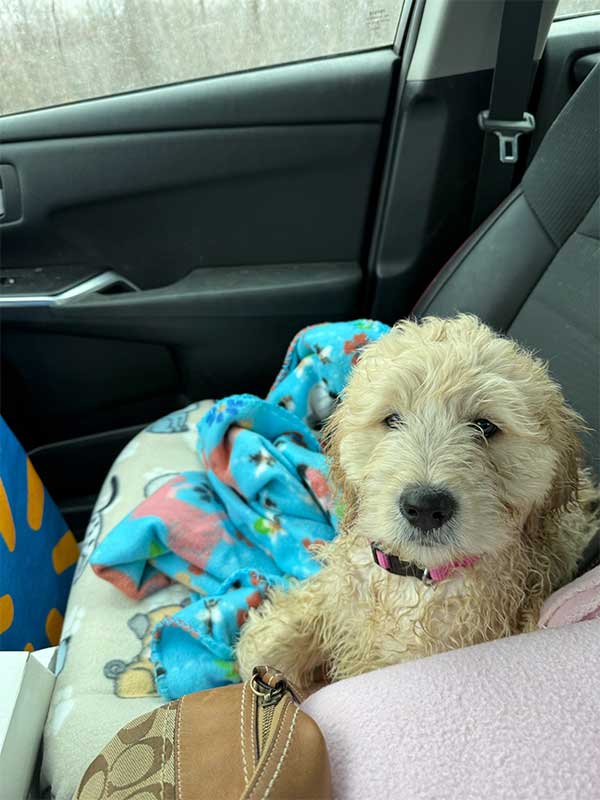 Woof Wagon Pet Transportation 032